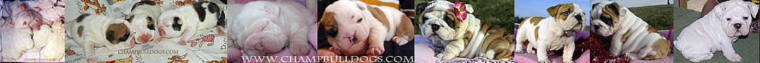 English Bulldog puppies for sale